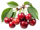 A tempting bunch of fresh ripe cherries with vibrant green leaves attached