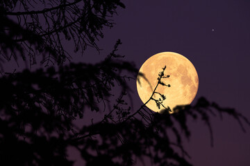 Canvas Print - full moon, stars, planets and rural landscape scenery silhouettes.