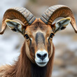 © Frederick - Altai argali close-up portrait (Ovis ammon ammon)