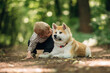 © standret - Together, sitting on the ground. Little boy is with Shiba Inu dog in the forest