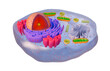© Science RF - Structure of Animal Cell Nucleus