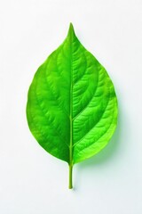 Wall Mural - Close-up shot of a single, vibrant green leaf on a pristine white background, symbolizing healing, growth, and renewal Perfect for wellness, nature, and health-related projects , peace, foliage