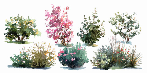 bush of flowers on white background. Bush tree flower of bougainvillea on isolated transparent background	