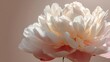 © 王二小 - A close-up of a delicate white and pink peony flower with soft petals against a neutral background.