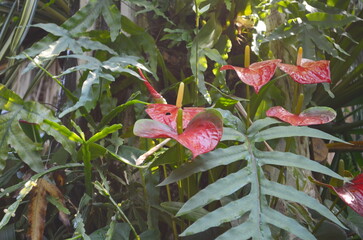Wall Mural - anthurium or flamingo flower, this anthurium has a very romantic flower, which resembles a shiny red