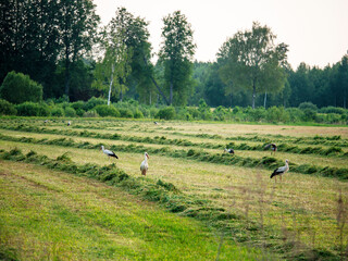 Wall Mural - Field with freshly cut grass laying in lines and stork walking around them looking for food. Landscape in Baltic states. Agriculture and farming industry. Nobody. Selective focus.