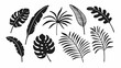 © zubaida - Palm leaf icon, tropical plant, banana tree, jungle leaves, exotic fern. Cartoon summer foliage, botanical set, simple black silhouettes isolated on white background. Hawaiian vector illustration