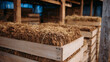 © Maksym - Close-up of dried tobacco leaves stacked in wooden crates inside a rustic barn