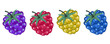 © Cathytina - Set of raspberry isolated. Red yellow blue raspberry, blackberry with green leaf. Colorful Fresh tasty berries. Fruits icon. Sweet healthy vitamin. Vector illustration