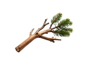 cut spruce branch with brown bark and green needles isolated