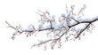 © Ingrid - Snow covered branch with small buds isolated against a solid dark area in winter season scene on transparent background