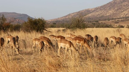 Wall Mural - a herd of impala antelopes (aepyceros melampus) feeding in natural habitat, pilanesberg national par