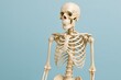 © David - Human male adult skeleton anatomical model with ribcage skull and spine on blue background