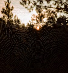 spider web with dew drops