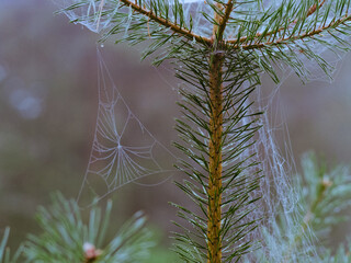 macro view on spider net on the pine tree branch