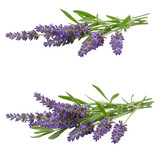 Two sprigs of fresh lavender flowers isolated on transparent background
