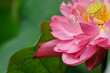 pink lotus flower in garden