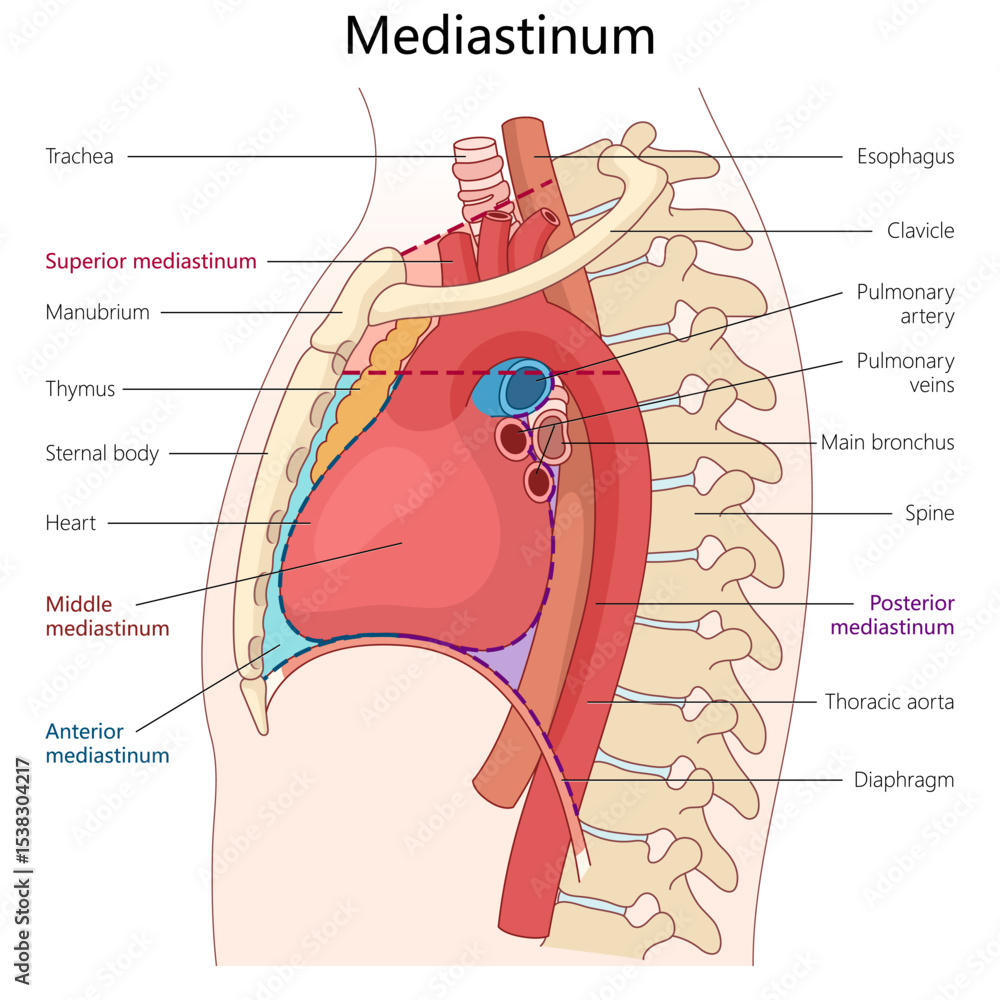Mid Back Organs mediastinum showing its divisions superior, middle, anterior, and ...