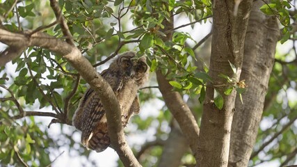 Wall Mural - A long-eared owl owlet is standing on a branch and looking around