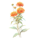 PNG Zinnia illustration watercolor blossoms. PNG Zinnia illustration watercolor blossoms.