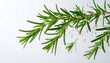 © Hunafa - Product Studio Photo Fresh Rosemary Sprigs with Water Droplets
