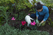 © Wavebreak Media - Small white and black French bulldog sniffing pink cyclamen blossoms in garden bed near pathway