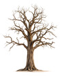 © Png Stock Pro - Big tree stands tall, its bare branches reaching up, isolated on transparent background in png format.