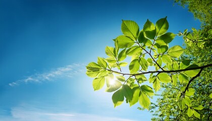 tree branch with leaves in front of blue sunny sky