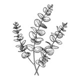 Multiple Eucalyptus Branches Detailed Botanical Black and White Outline Line Art Drawing Illustration Vintage Style Multiple Eucalyptus Branches Detailed Botanical Black and White Outline Line Art Drawing Illustration Vintage Style