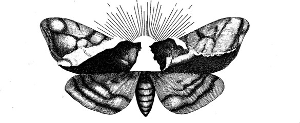 Wall Mural - Surreal collage featuring moth and open portal with mystical theme