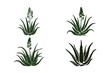 © Sadek - Aloe Vera Plant Design Set