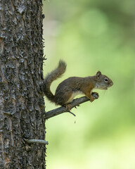 Wall Mural - The American red squirrel (Tamiasciurus hudsonicus) is one of three species of tree squirrels currently classified in the genus Tamiasciurus, known as the pine squirrels.