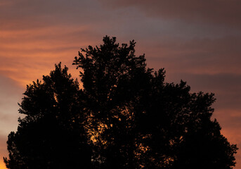 Wall Mural - no wind at sunrise with large tree silhouetted by a colorful sky