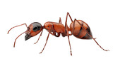 Free marco photo of ant transparent background
