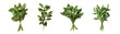 © Syauqiya - set of Fresh basil bunches against a white background.