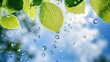 © Nusaibah - Fresh green leaves, rain drops falling on bright sky