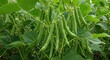 © BOMBABOM - Close-up view of fresh green bean plants with pods growing in a garden environment