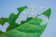 © Pawich Sattalerd - Green leaf showing damage from insects eating holes against blue sky