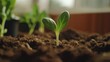 © Галина Броницкая - Small seedling emerges, showcasing immense growth potential