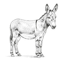 ロバ, イラスト, 図面 無料画像 - Public Domain Pictures