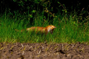 Wall Mural - red fox yawning in a lush green field.
