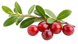 Herbal medicine plant Vaccinium macrocarpon or Cranberry on white or transparent background