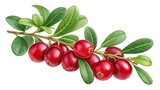 Herbal medicine plant Vaccinium macrocarpon or Cranberry on transparent background