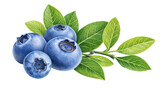 Herbal medicine plant Vaccinium spec or Blueberries isolated on white or transparent background