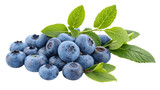 Herbal medicine plant Vaccinium spec or Blueberries