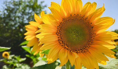 Wall Mural - Bright yellow Sunflower glowing in sunlight