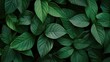© pinporn manosri - Lush Green Leaves Background Creating a Serene and Tranquil Atmosphere for Nature Lovers and Designers in Search of Organic Textures and Patterns