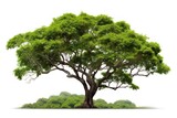Tree forest plant white background. Tree forest plant white background.