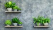 © mashimara - Plants in pots: A collection of thriving plants in elegant pots arranged on rustic wooden shelves, creating a tranquil, verdant oasis against a textured wall.