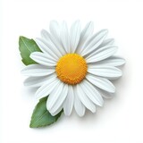 A white daisy flower with a leaf petals leaves illustration.